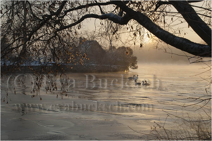 decembergryning - foto av Eva Bucksch